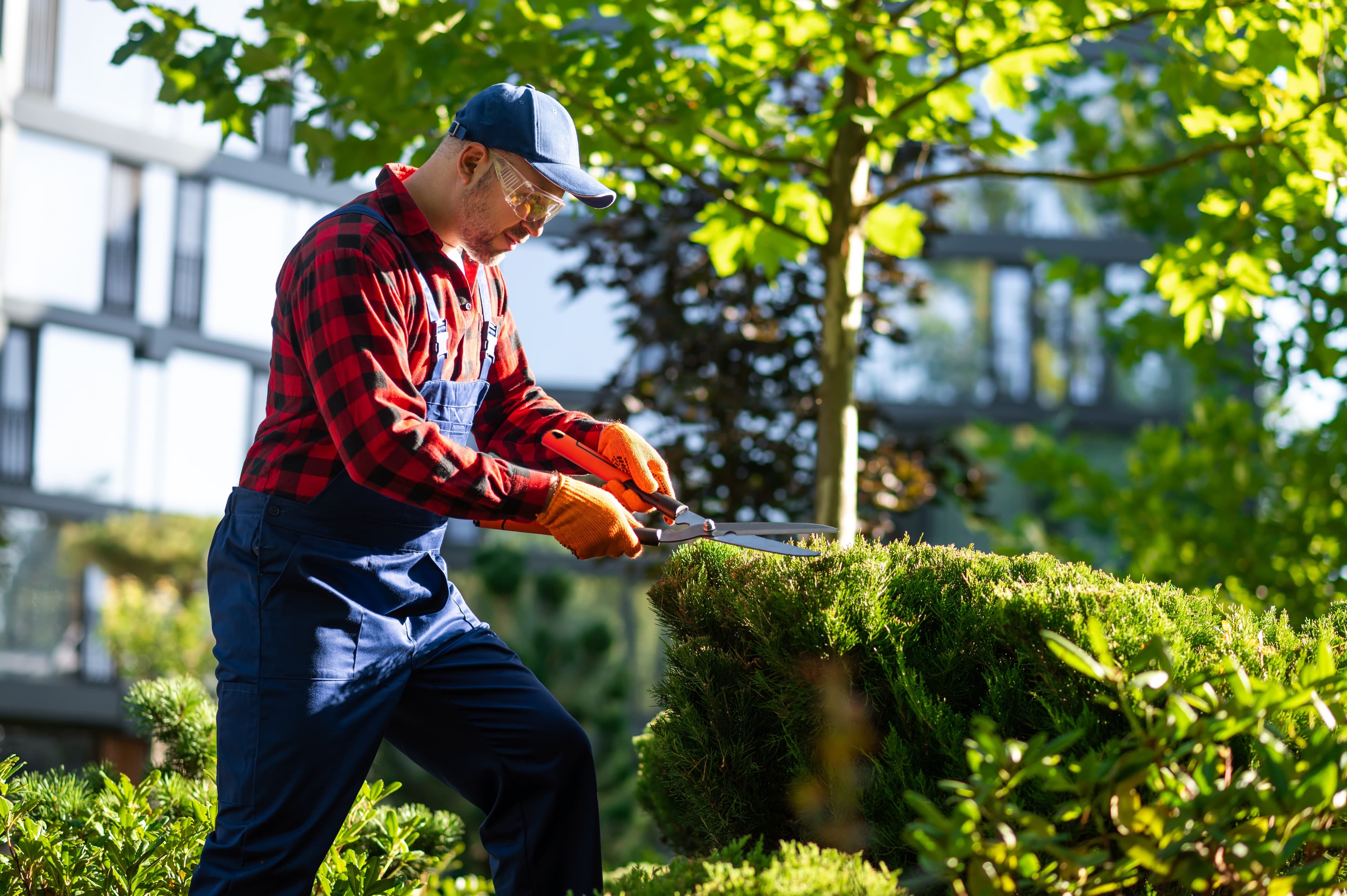 Landscaper in safety glasses using large hand shears to trim a hedge outside a building