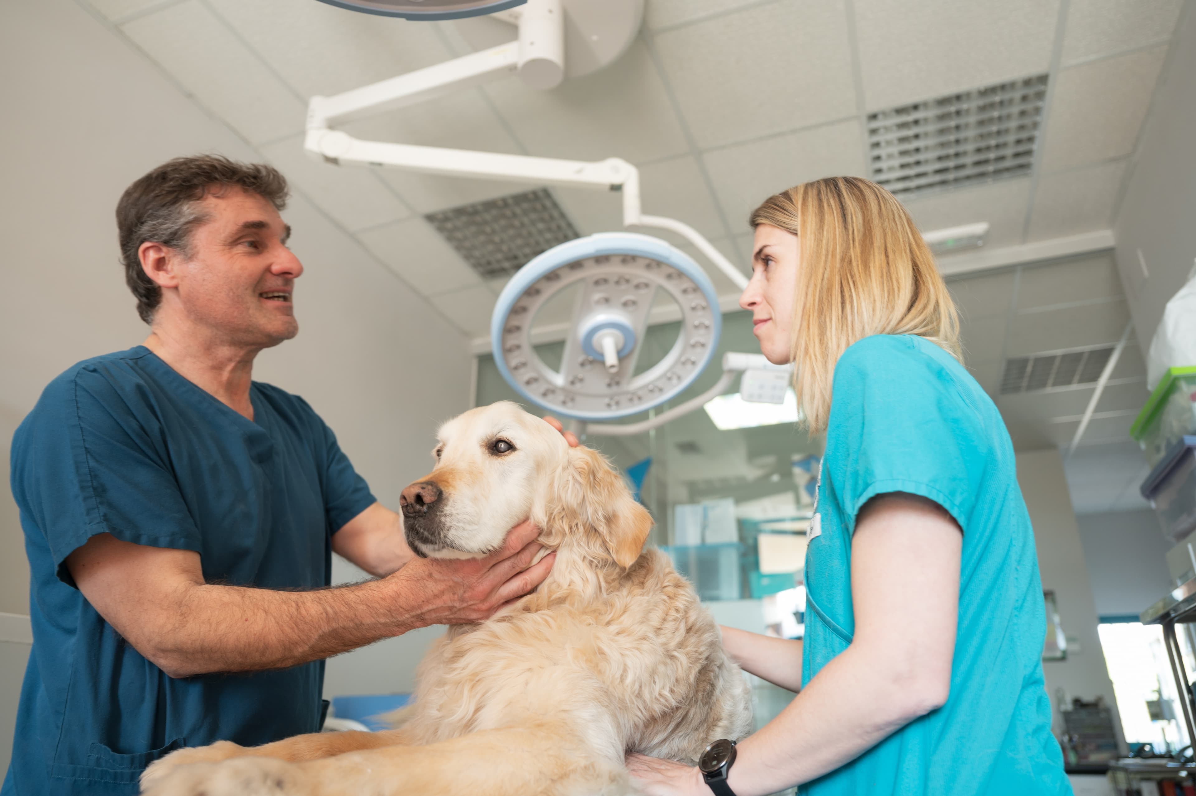 Two veterinarians examining a golden retriever together under an exam light