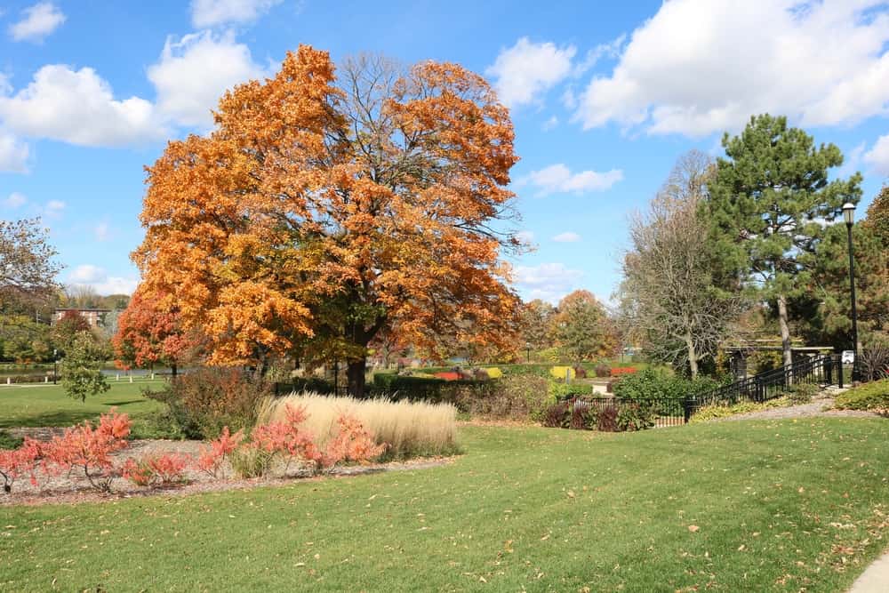 Big orange-colored tree in the middle of a green space during daytime in Waukesha, WI