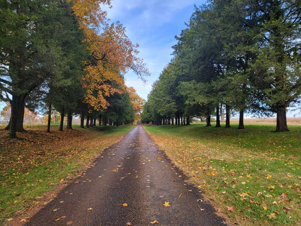 Paved pathway in Smyrna, TN with many green and orange trees—and fallen leaves—on both sides.
