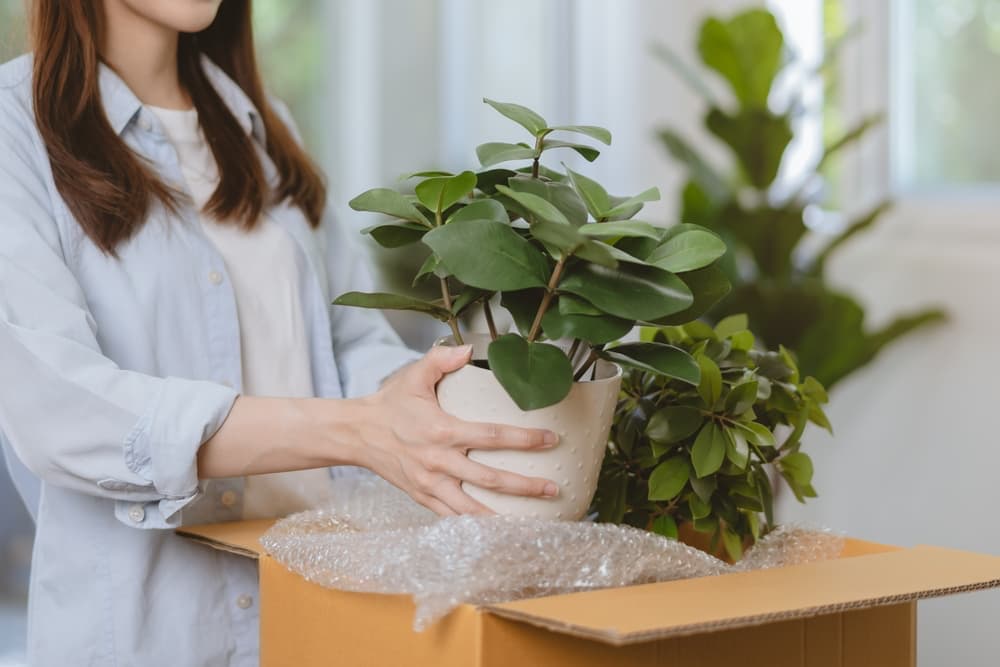 A woman holding a potted indoor plant