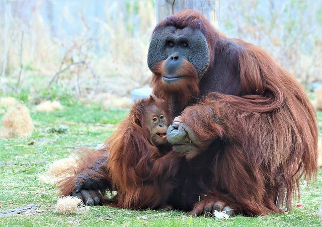 Mother Orangutan Holding Baby at the Denver Zoo. Photo by Instagram user @denverzoo