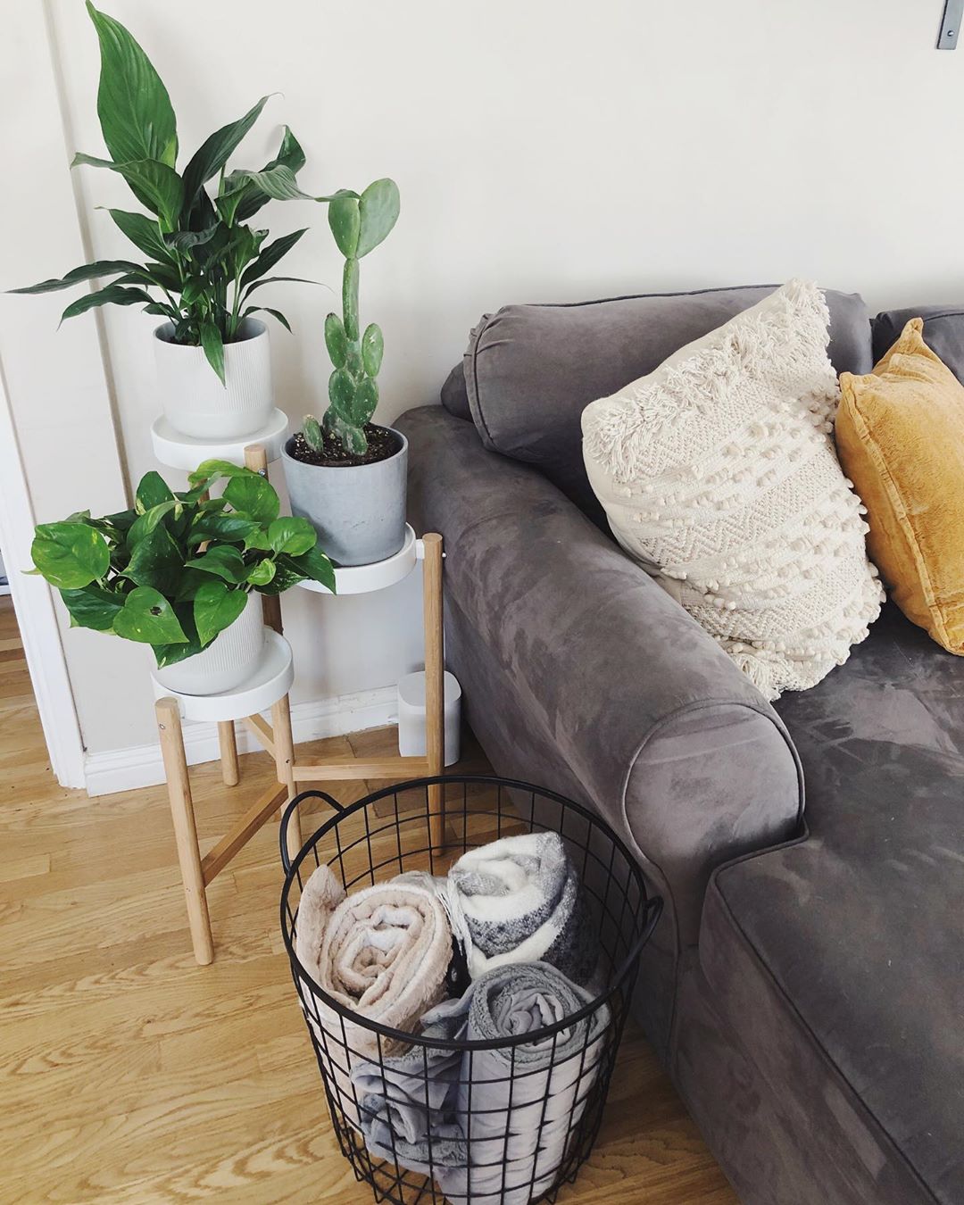 Living room furniture next to plants and basket of blankets. Photo by Instagram user @brilindesign