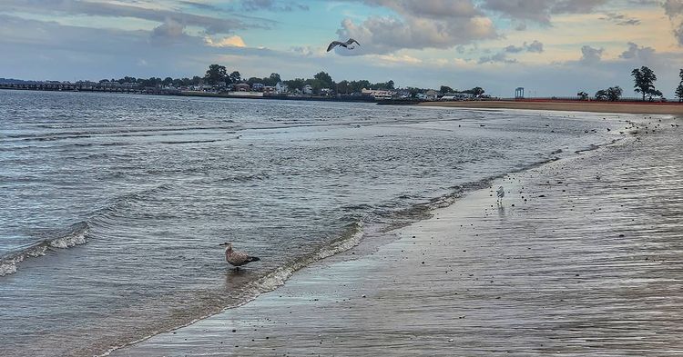Couple of birds hanging around the waters edge. Photo by Instagram user @_striggs_