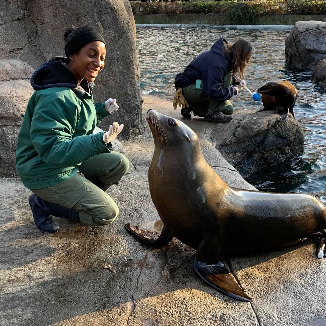 Zookeeper feeding a sea lion. Photo by Instagram user @bronxzoo