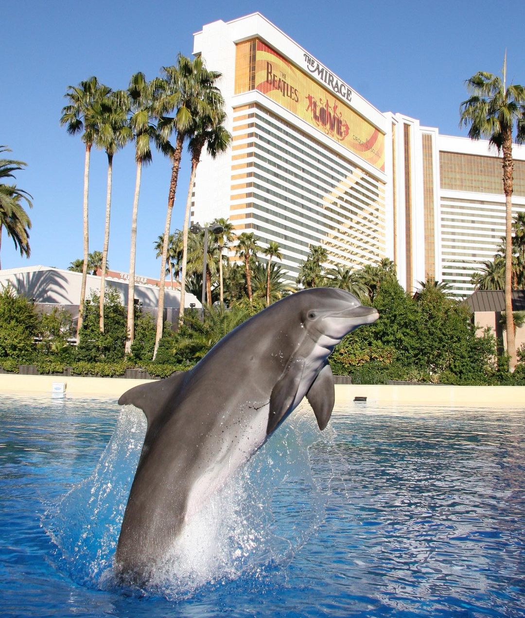 Dolphin jumping in a pool on the Las Vegas Strip. Photo by @booth.life