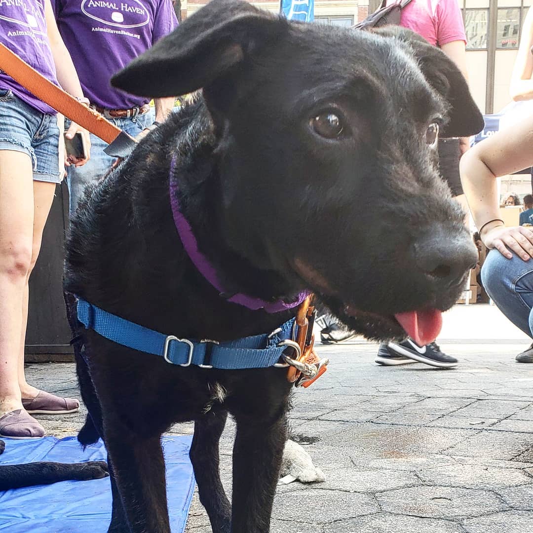 Young Black Puppy Available for Adpotion in Union Square Park. Photo by Instagram user @mayorsalliancenyc