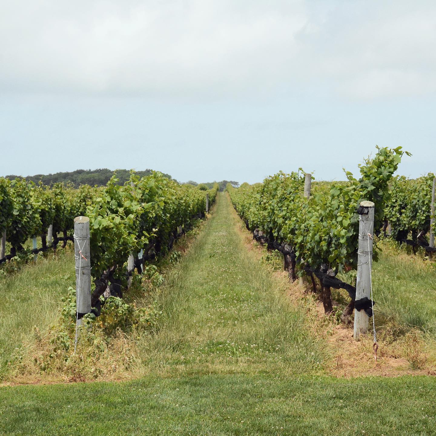 Grape vines at a vineyard on Long Island. Photo by Instagram user @pindarvineyards