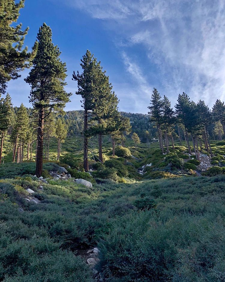 Several coniferous trees in the middle ground of a landscape in San Bernardino. Photo by Instagram user @tanjareneart
