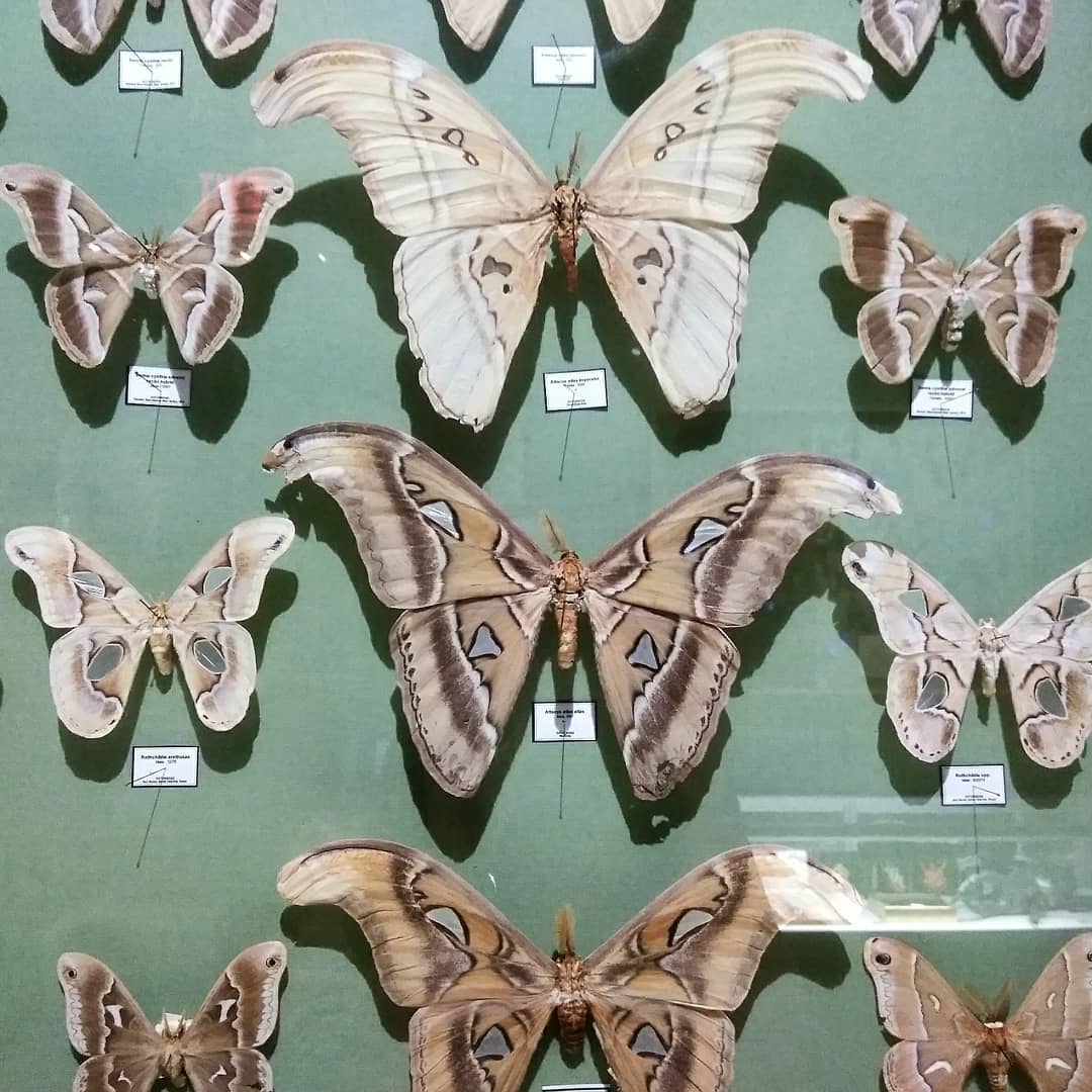 Different Moths Pinned to a Board at Insectropolis in Toms River. Photo by Instagram user @kirayustak