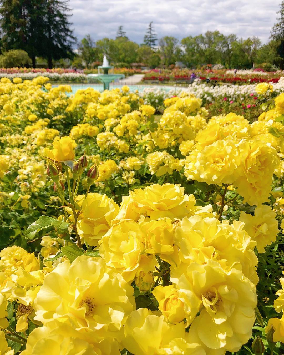 Closeup of blooming yellow flowers with a fountain and trees in the background. Photo by Instagram user @visitsanjose