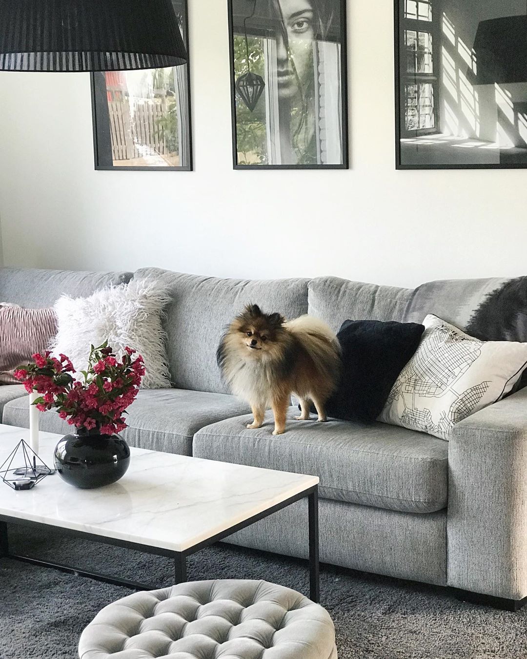 Pomeranian on living room couch. Photo by Instagram user @128.kvadrat