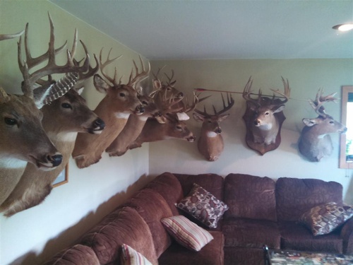 Taxidermy collection in home