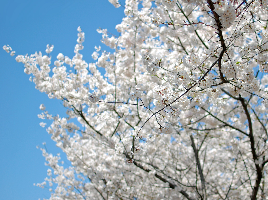 Blooming tree in Charlotte, NC