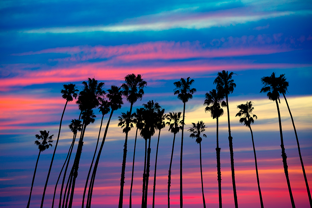 Palm trees against sunset in California