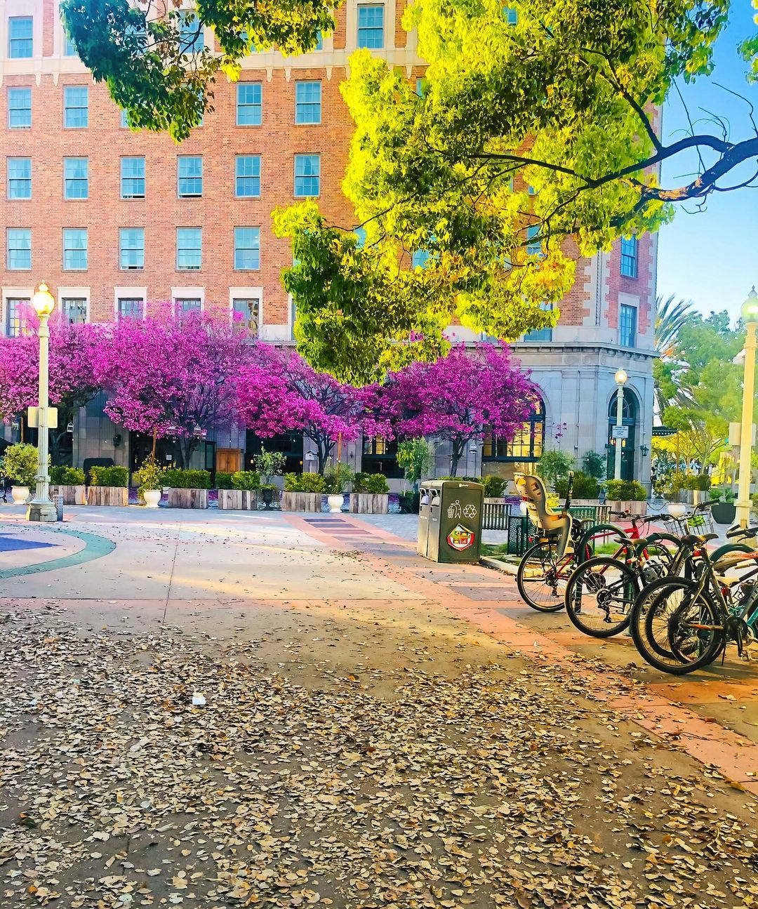 Culver City Trees In the Sunlight. Photo by Instagram user @ginamarieru