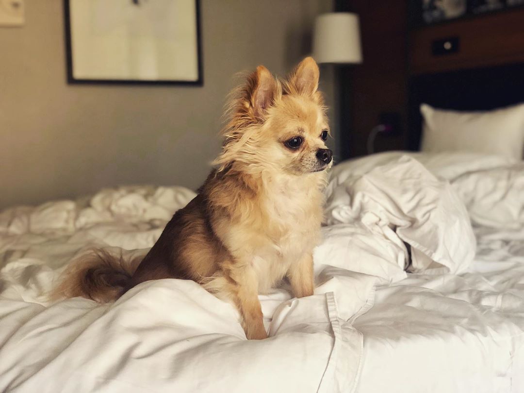 Long-haired chihuahua in hotel bed. Photo by Instagram user @mousedogben