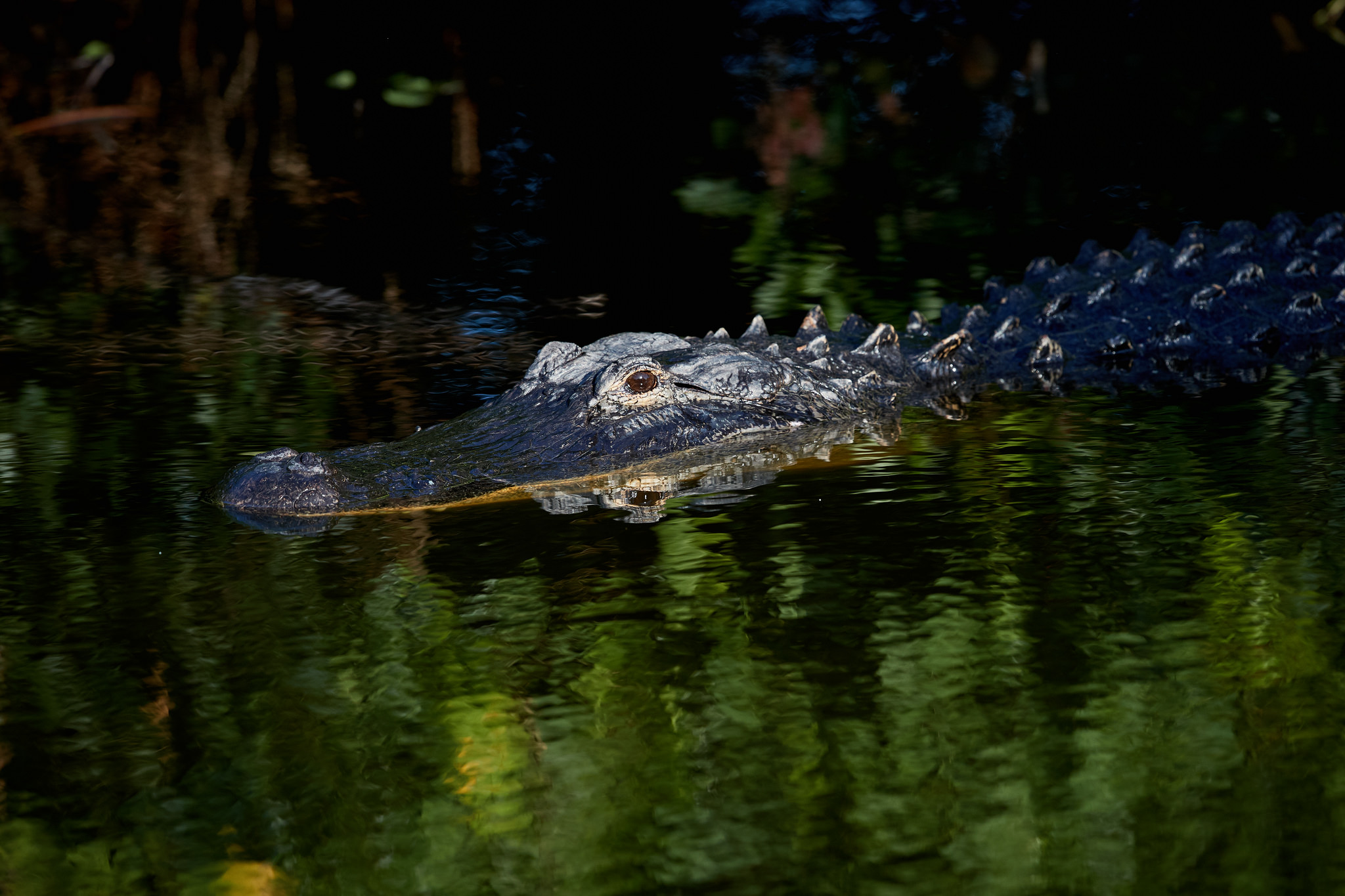 Alligator in Everglades near West Palm Beach