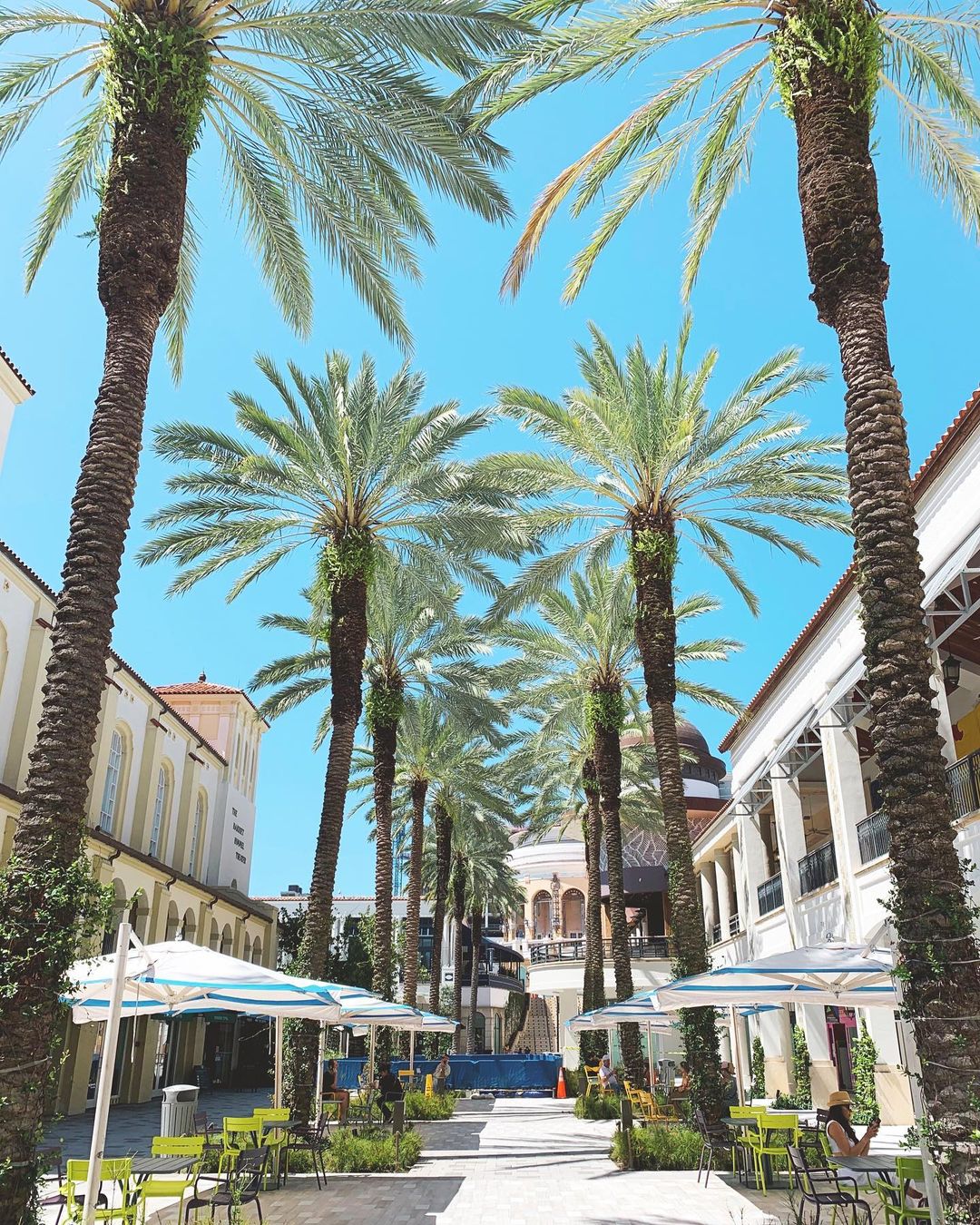 Photo of the Palm Trees in Rosemary Square in West Palm Beach. Photo by Instagram user @thewanderingconk