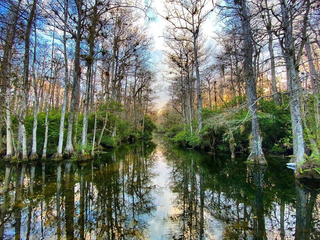 Photo from the River In the Big Cypress National Preserve in West Palm Beach. Photo by Instagram user @souls.without.borders