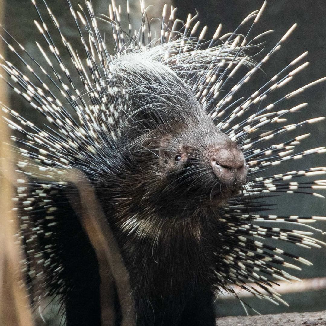 Porcupine From the Palm Beach Zoo. Photo by Instagram user @palmbeachzoo