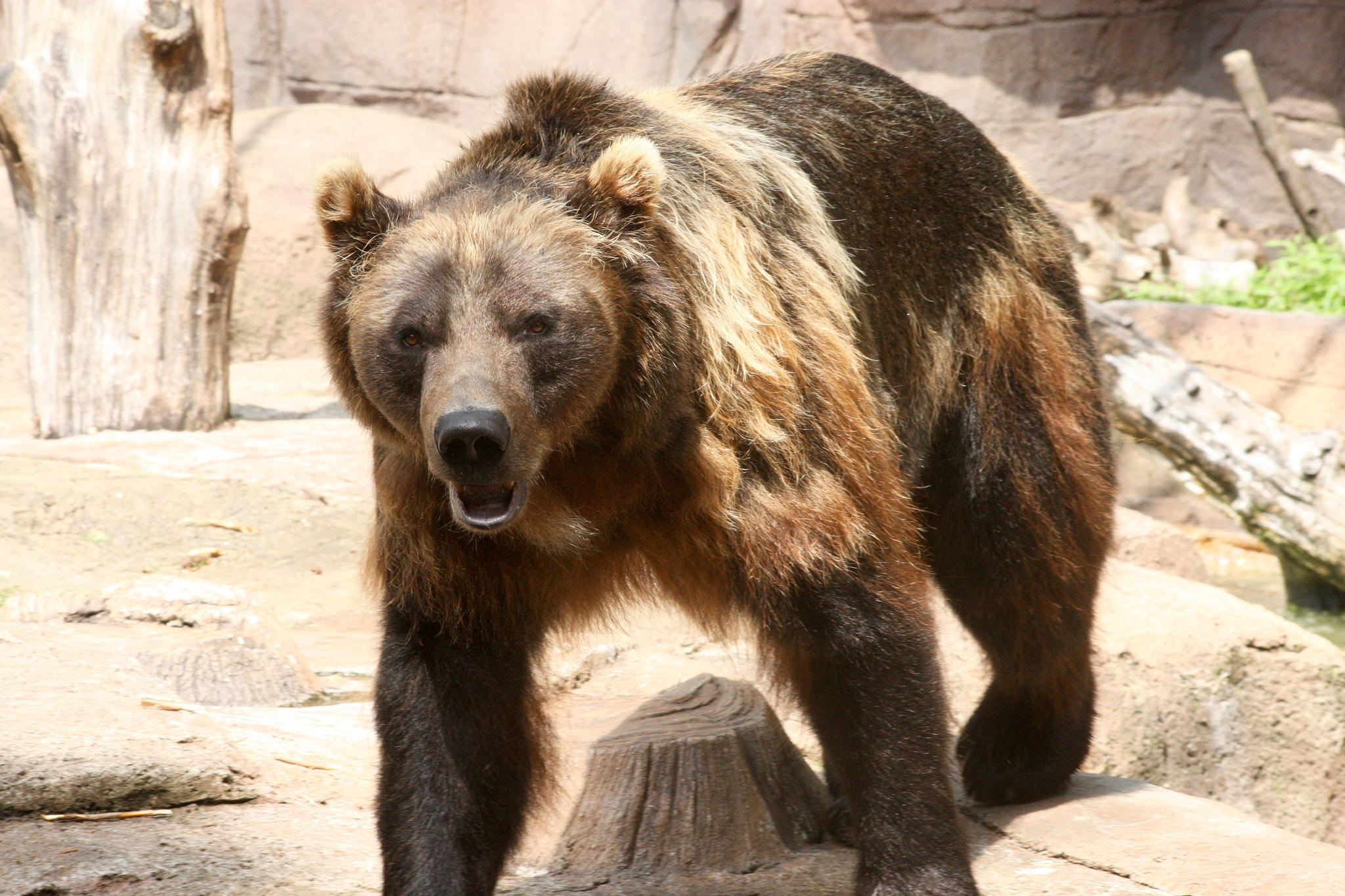 Bear at Indianapolis Zoo