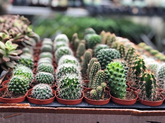 Freshly Planted Cacti from HirtsGardens Etsy Shop. Photo by Instagram user @hirtsgardens