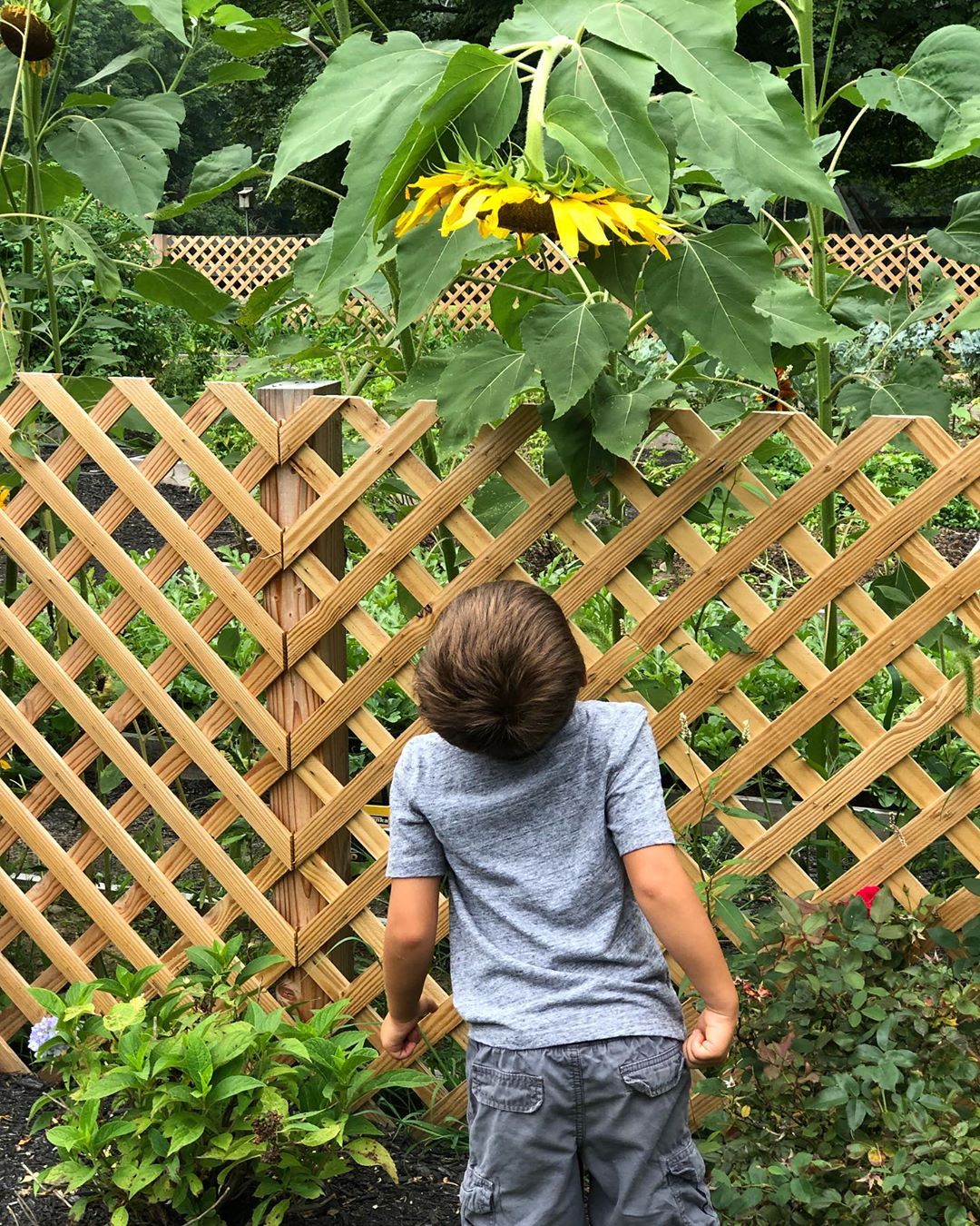 Little boy staring at sunflower. Photo by Instagram user @nironest