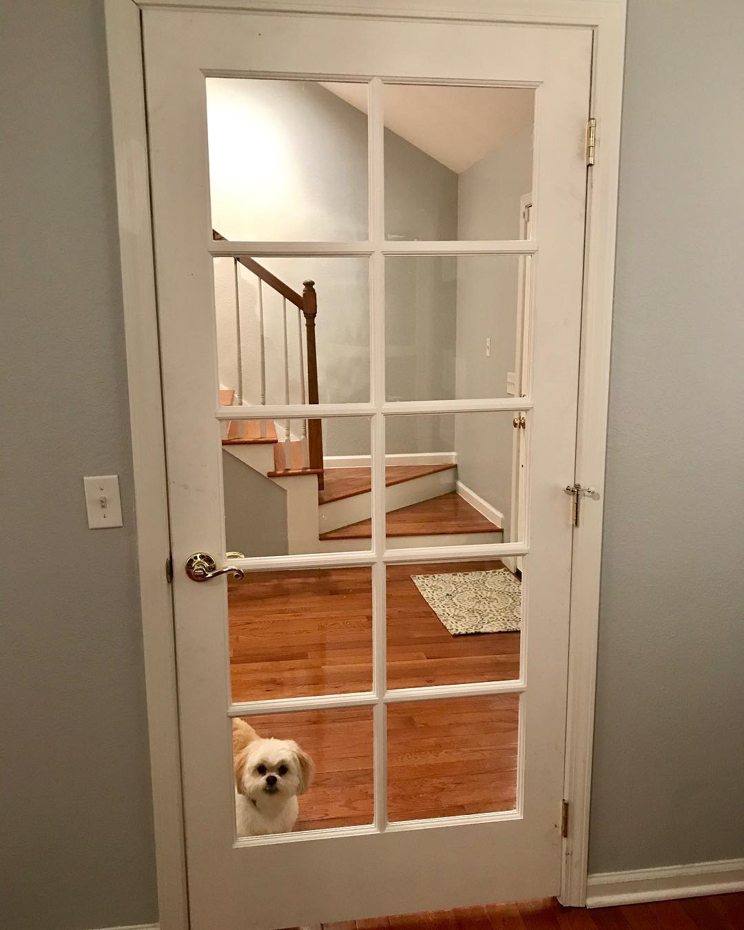 Office door closed with dog peering in. Photo by Instagram user @trudy_hedgecough