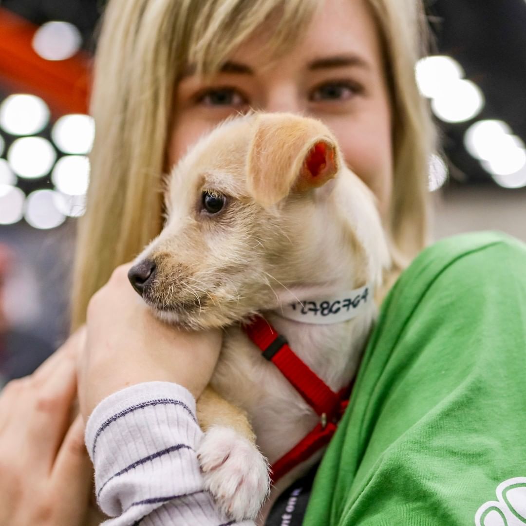 Girl holding blonde puppy. Photo by Instagram user @yeslouisville