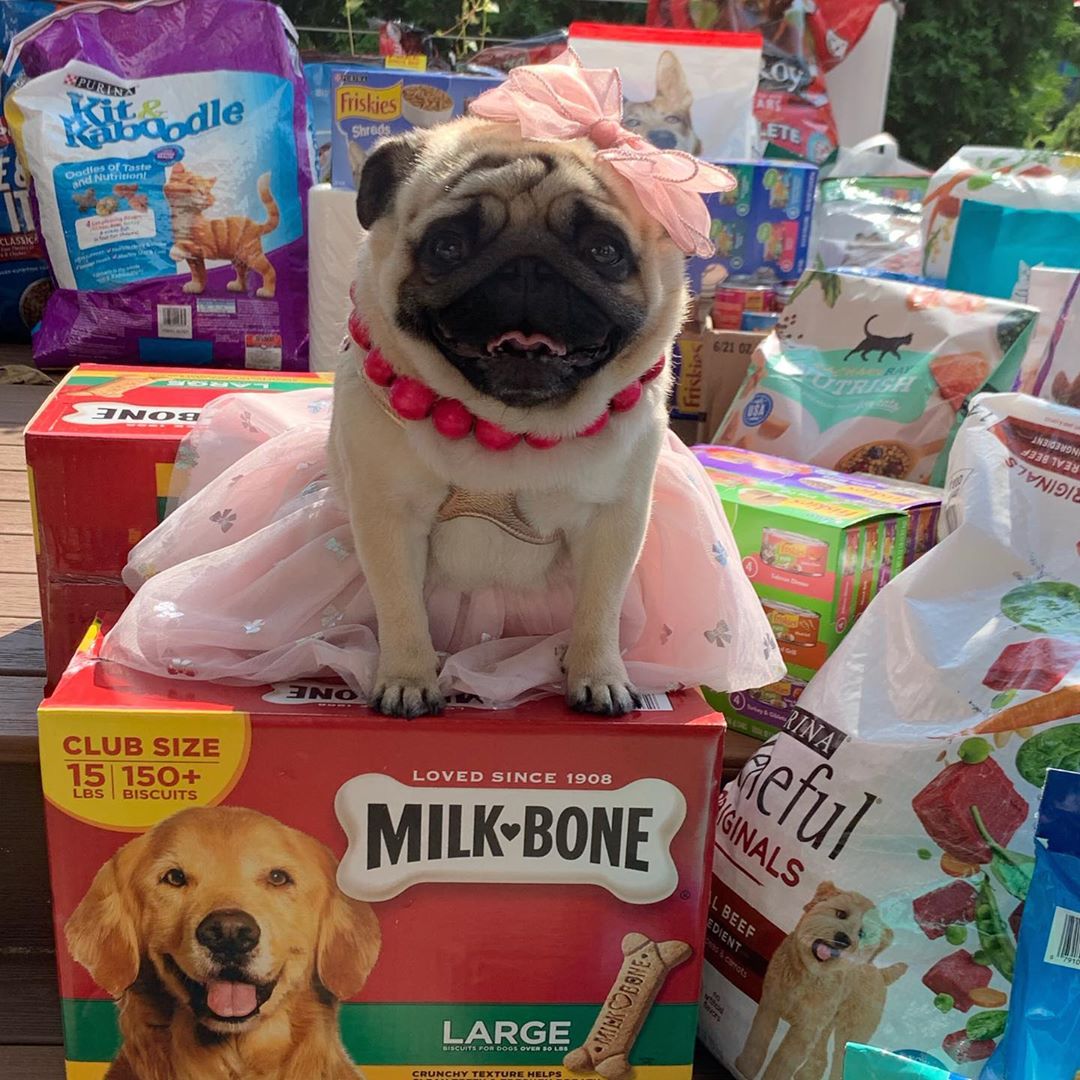 Pug sitting on donations of pet supplies. Photo by Instagram user @pugdashians