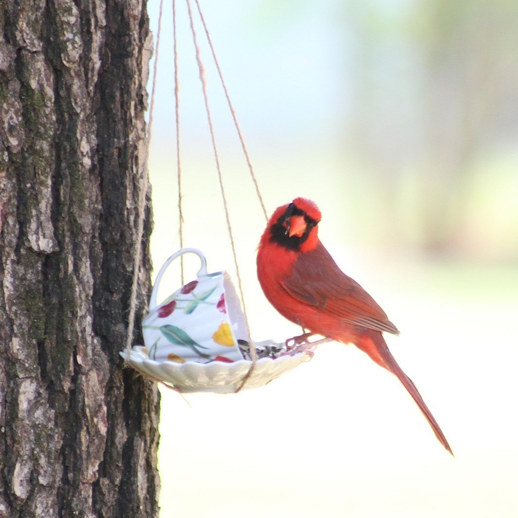 Red cardinal sitting on tea cup bird feeder. Photo by Instagram user @tam07_photography
