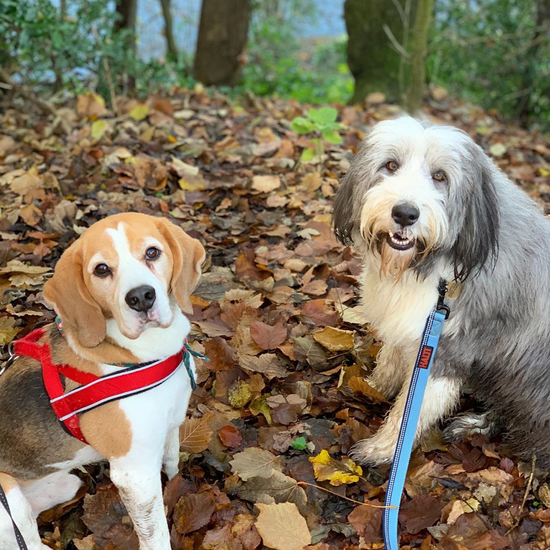 Beagle and Bearded Collie dogs sitting in leave in park. Photo by Instagram user @dogs_jogs_and_adventures