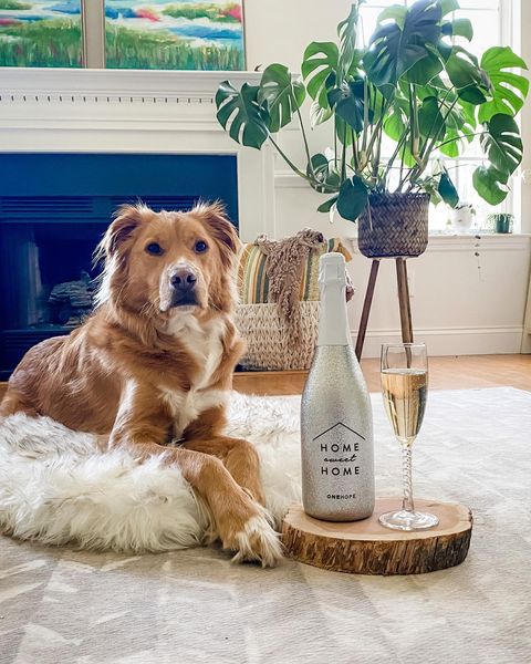 A dog laying in its need next to bottle of ONEHOPE wine and a glass filled with the drink.