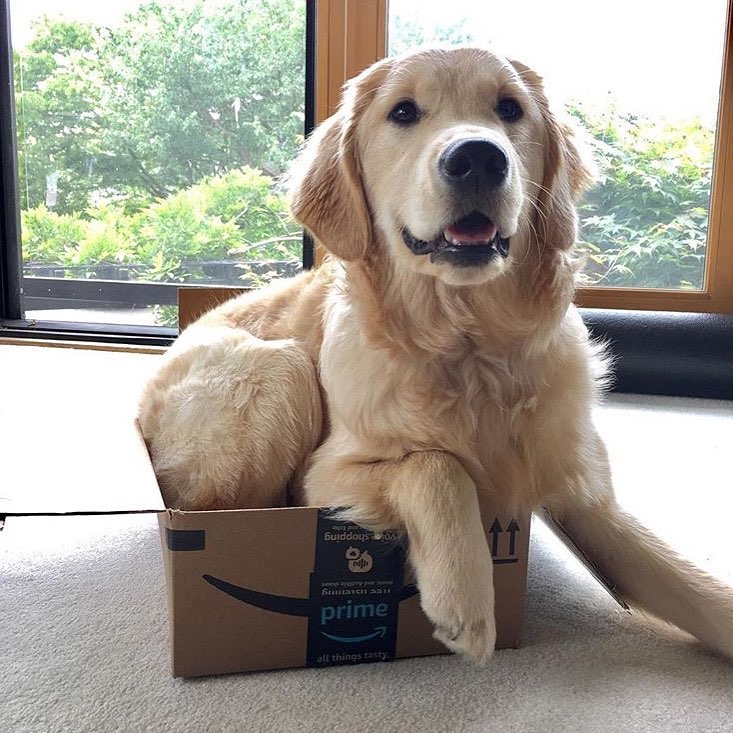 Dog sitting in Amazon box. Photo by Instagram user @amazon