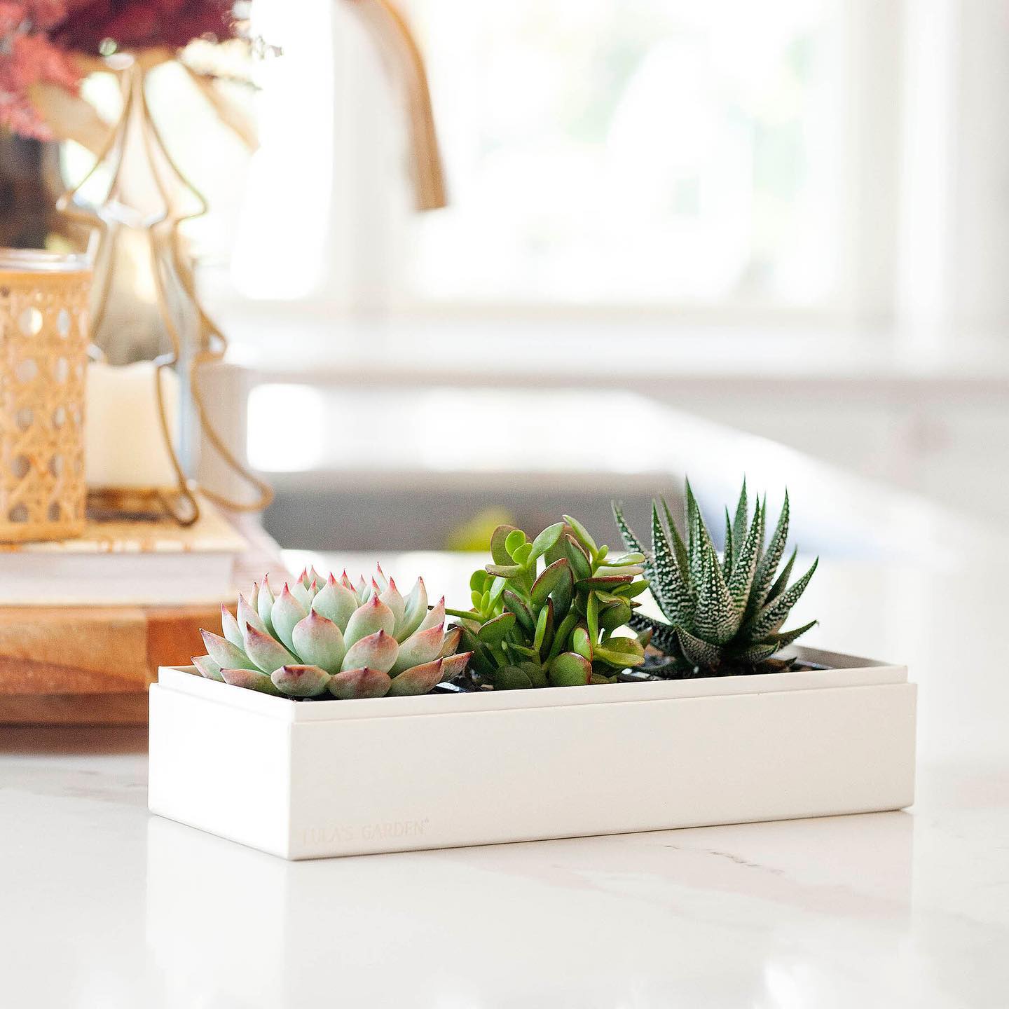 Succulent garden with three different succulent types in a cream, rectangular box. Photo by Instagram user @lulas.garden