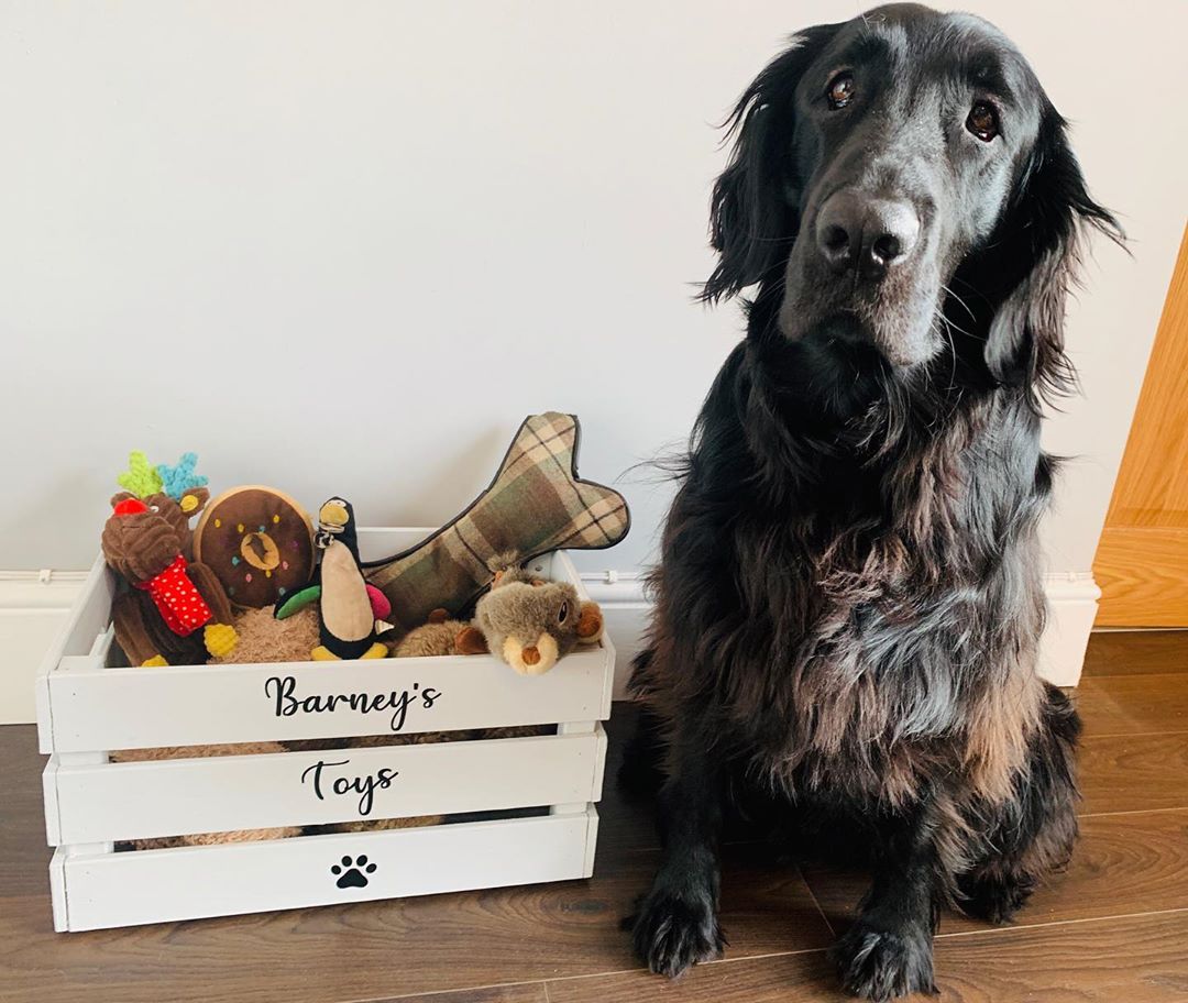 Dog with personalized toy crate that says "Barney's Toys." Photo by Instagram user @woodys_craft