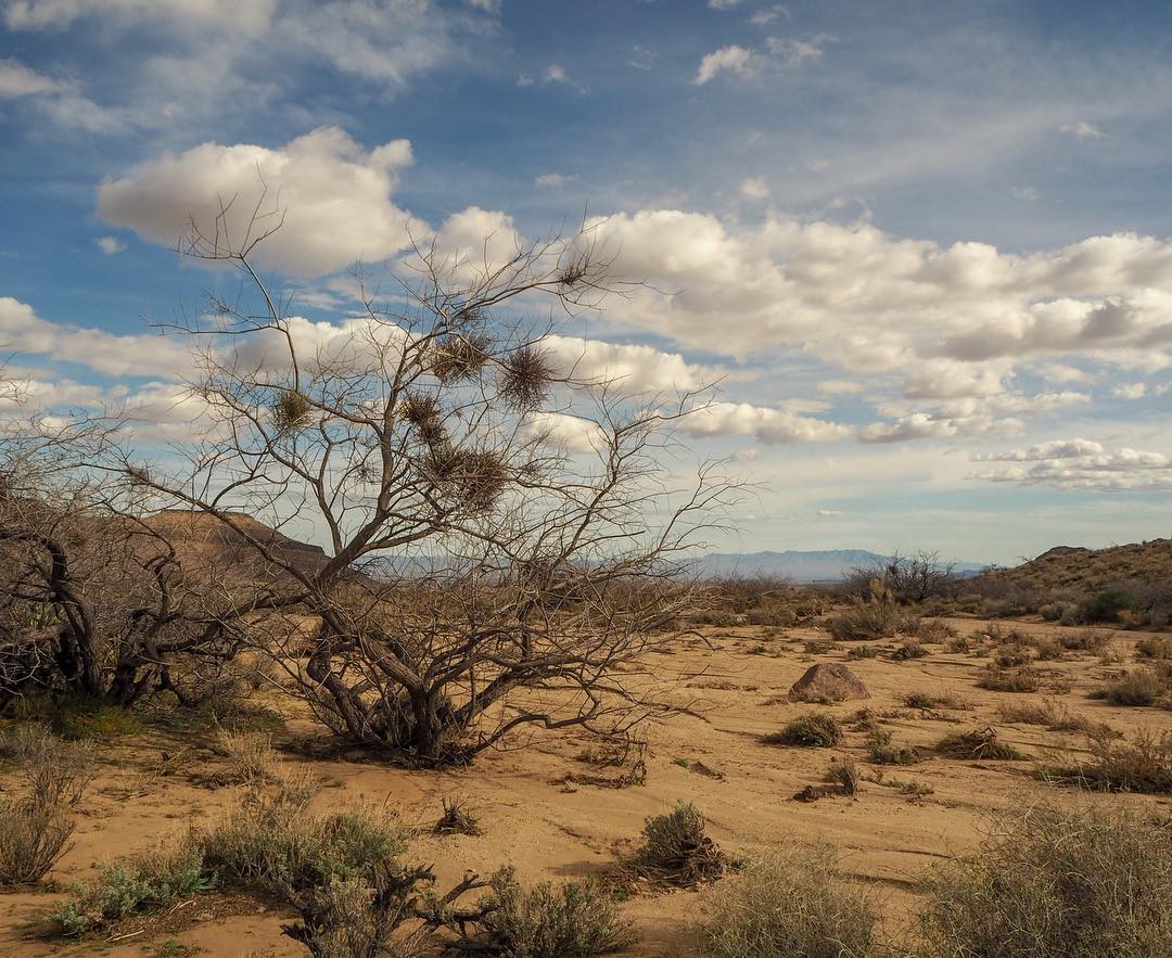 Desert of the Mojave National Preserve in Barstow, CA. Photo by Instagram user @where.is.nina.rose