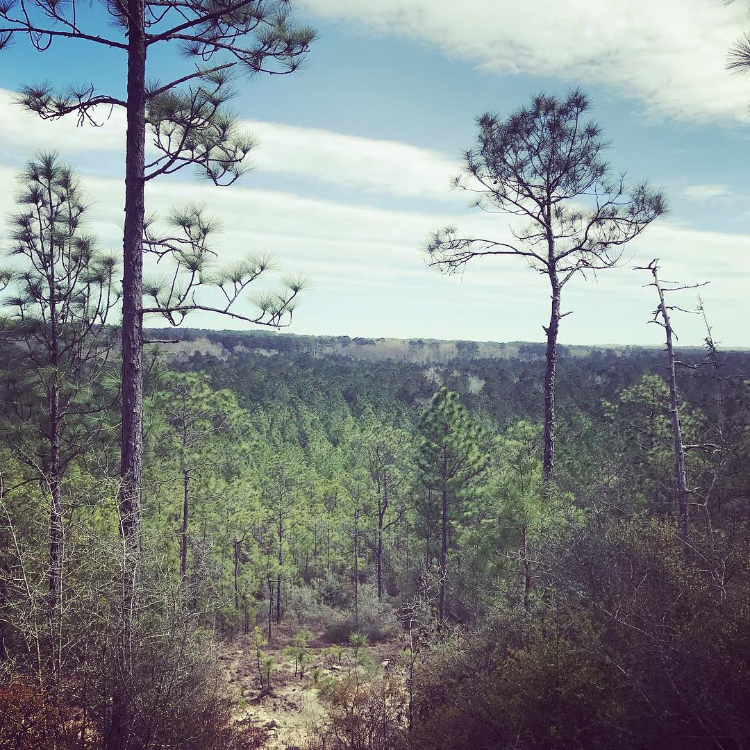 Aerial View of the Trees in the Forest at Kisatchie National Forest. Photo by Instagram user @theindiancreekstudio