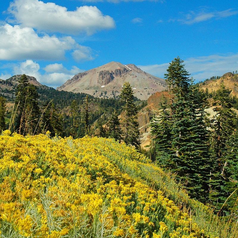 Flowers and Trees on the Hills and Mountains of Lassen Volcanic National Park. Photo by Instagram user @lassennps