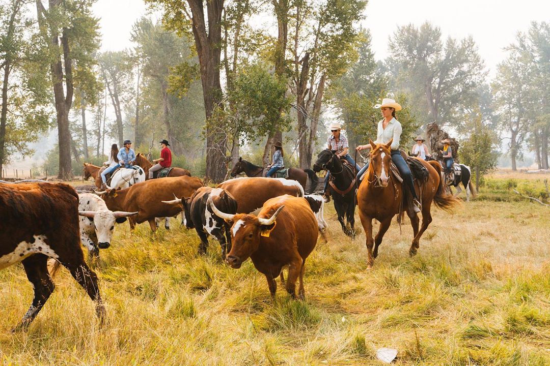 Farmhands on Horseback Moving Longhorn Cattle in Montana. Photo by Instagram user @occupation_wild