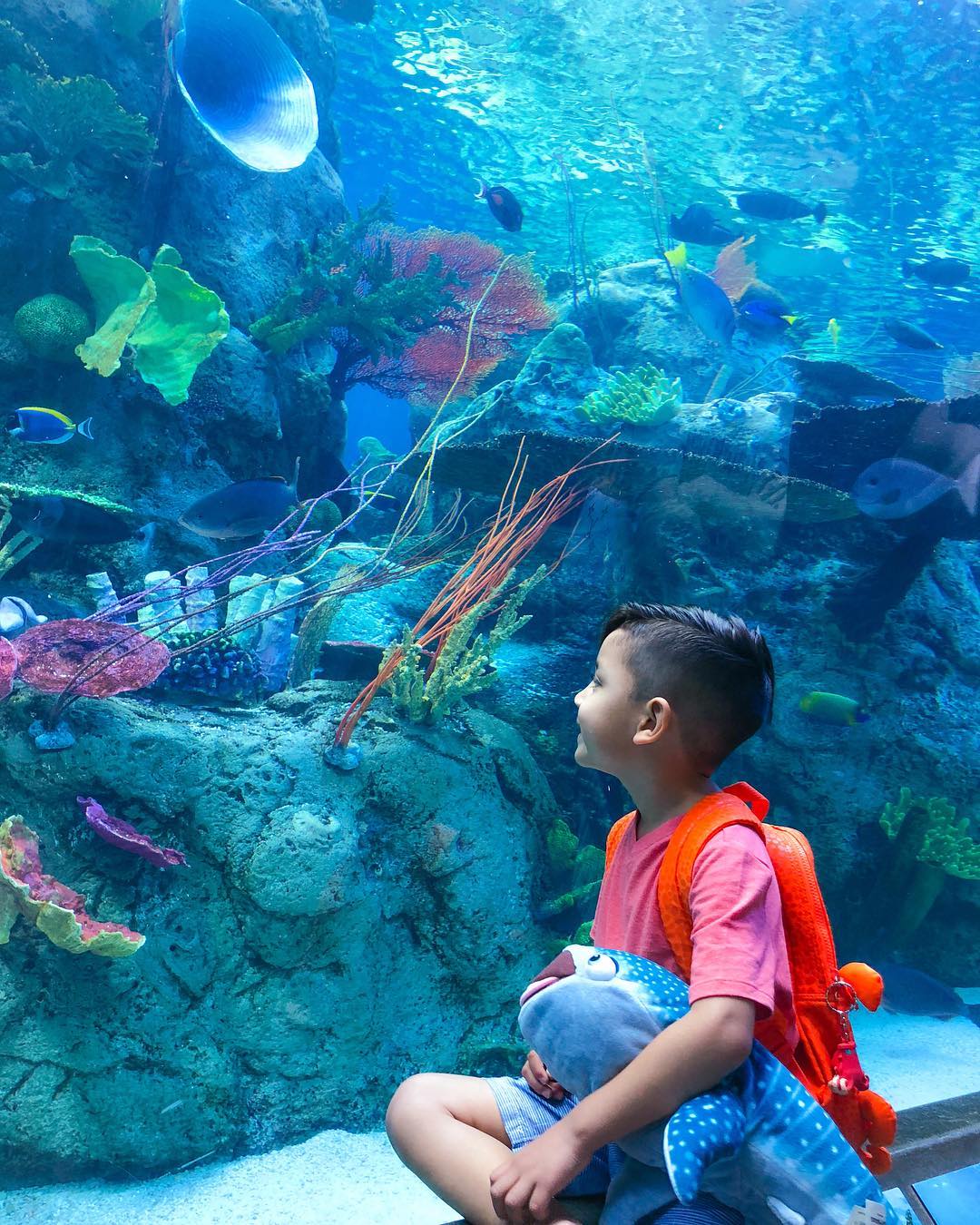 Child Viewing Fish in the Aquarium of the Pacific. Photo by Instagram user @z_from_york
