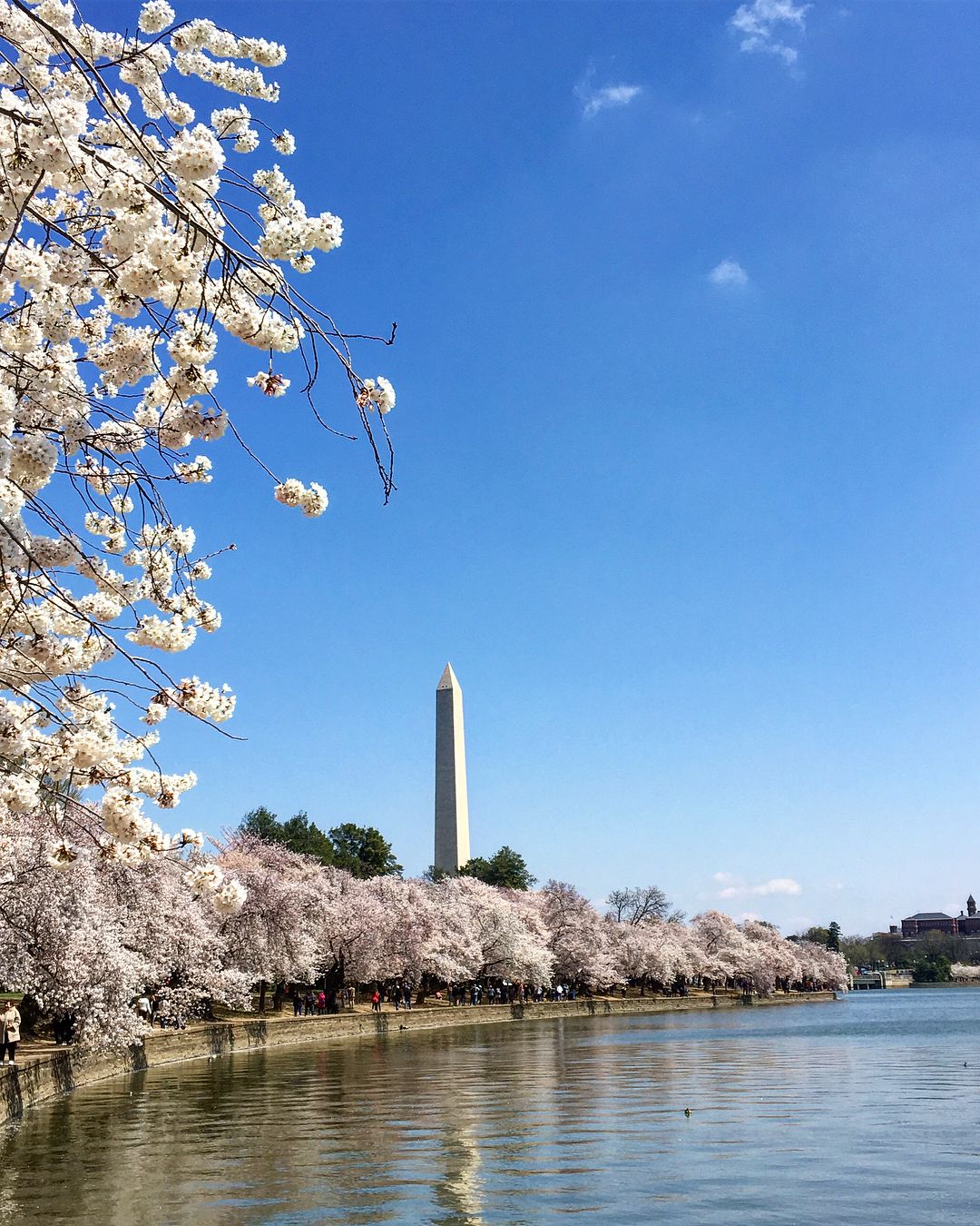 View of the Washington Monument in Spring with Cherry Blossom Trees in Bloom. Photo by Instagram user @taralacy17
