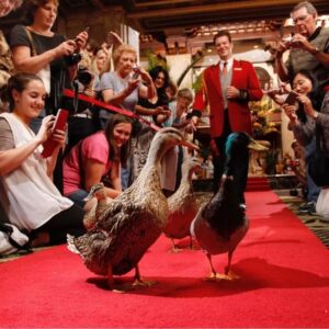 Duck Parade Moving to Memphis? Here Are 18 Things to Know | Extra Space Storage