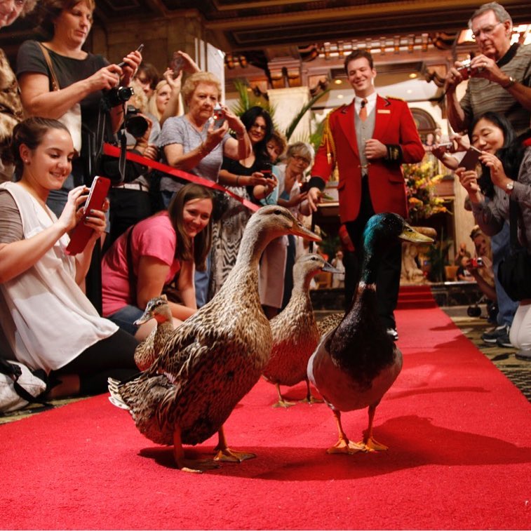Three ducks march down the red carpet wtih grand marshall in front of on lookers for the Peabody Duck March. Photo by Instagram user @wedding_style