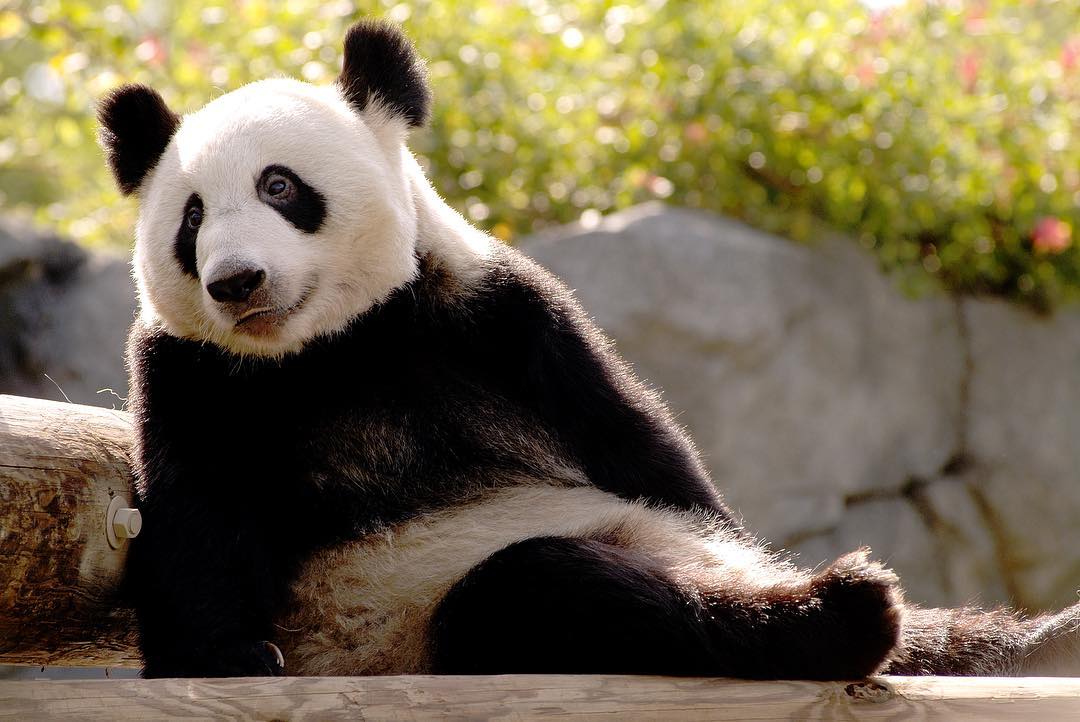 A panda sits and relaxes against rocks in Memphis Zoo. Photo by Instagram user @memphiszoo