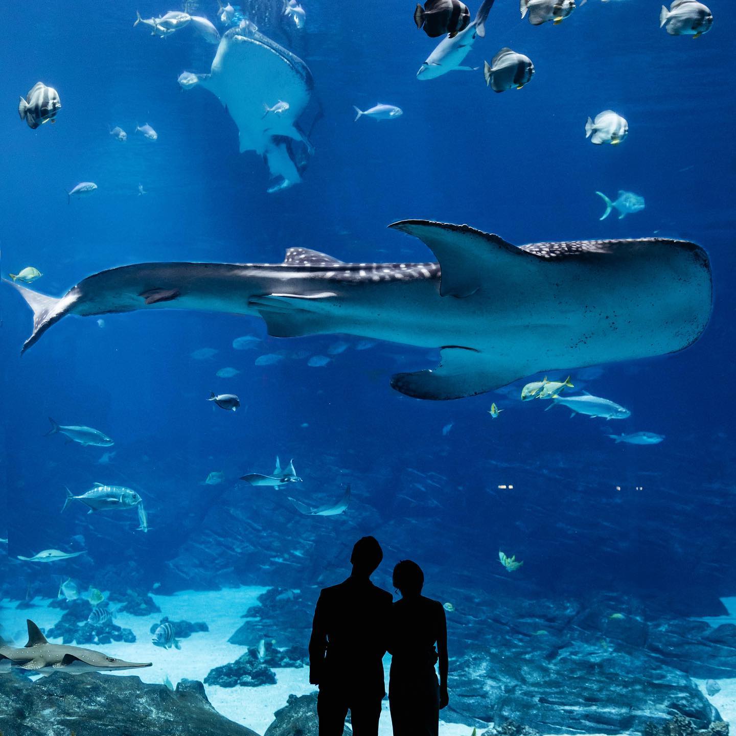 Two people look at a large water tank filled with sharks. @brandisisson