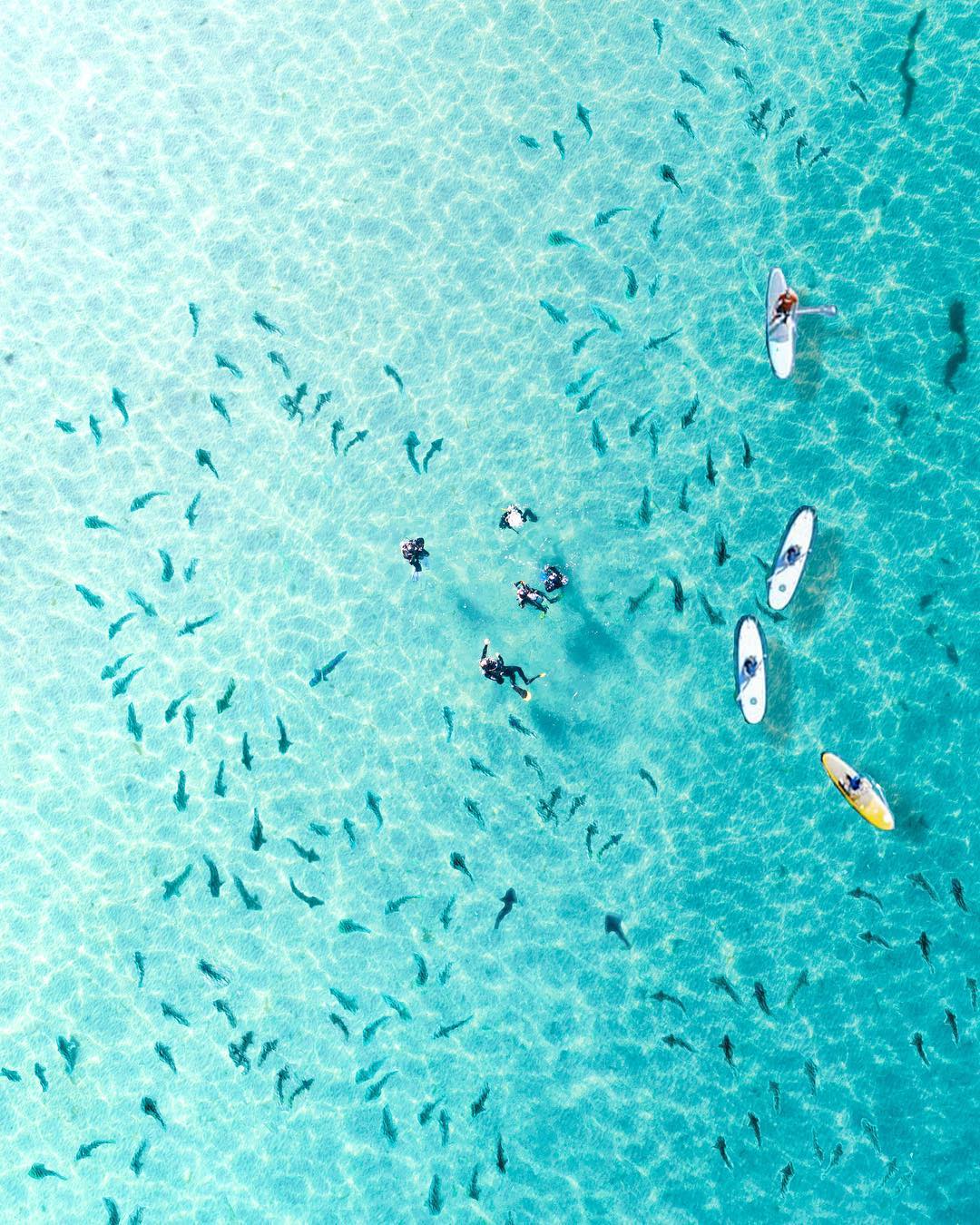 Aerial View of People Scuba Diving Among Leopard Sharks. Photo by Instagram user @monifhabib