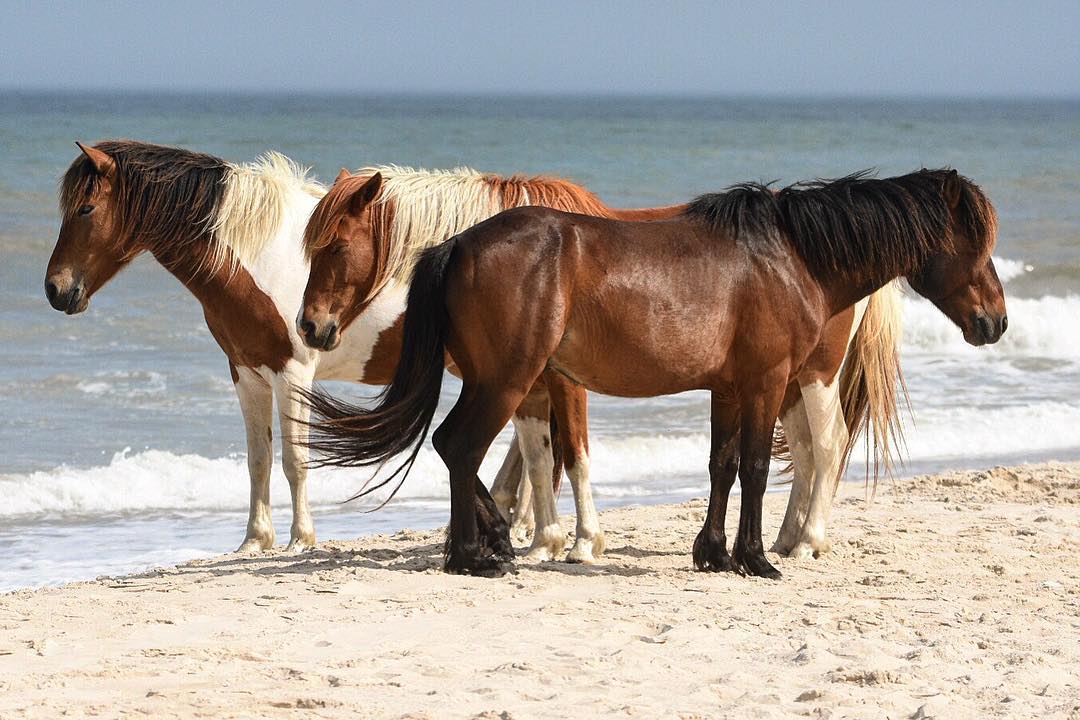 Three Wild Horses Standing by the Seashore on Assateague Island. Photo by Instagram user @ajhannifin
