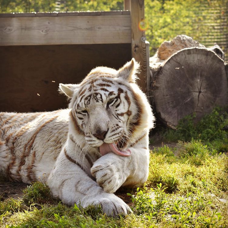 White Tiger licking arm in Branson, MO Photo via @nationaltigersanctuary